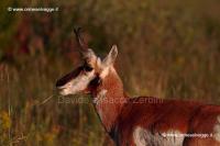 133 Pronghorn IMG 0027 (2)